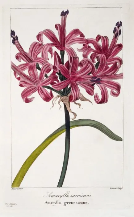 Framed Print : Amaryllis (A. sarniensis), pub. 1836. Creator: Panacre Bessa (1772-1846) Framed Print : Amaryllis (A. sarniensis), pub. 1836. Creator: Panacre Bessa (1772-1846)