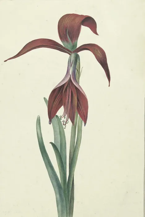 Framed Print : Amaryllis Formosissima, 1817. Creator: CJ Kruimel Framed Print : Amaryllis Formosissima, 1817. Creator: CJ Kruimel