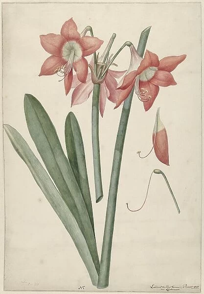 Amaryllis Haworthia Margaritiferas, 1737. Creator: Vincent Laurentsz. van der Vinne II