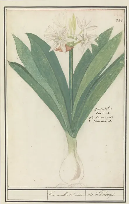 Framed Print : Amaryllis (Hippeastrum), 1596-1610. Creators: Anselmus de Boodt, Elias Verhulst Framed Print : Amaryllis (Hippeastrum), 1596-1610. Creators: Anselmus de Boodt, Elias Verhulst