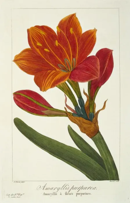 Framed Print : Amaryllis Purpurea, pub. 1836. Creator: Panacre Bessa (1772-1846) Framed Print : Amaryllis Purpurea, pub. 1836. Creator: Panacre Bessa (1772-1846)