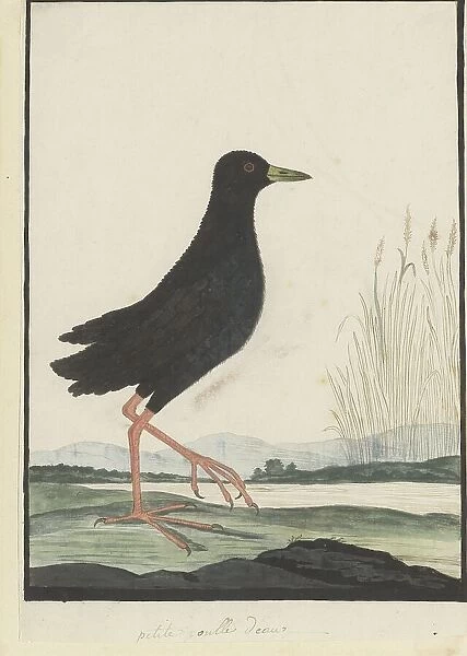 Amaurornis flavirostra (Black crake), 1777-1786. Creator: Robert Jacob Gordon