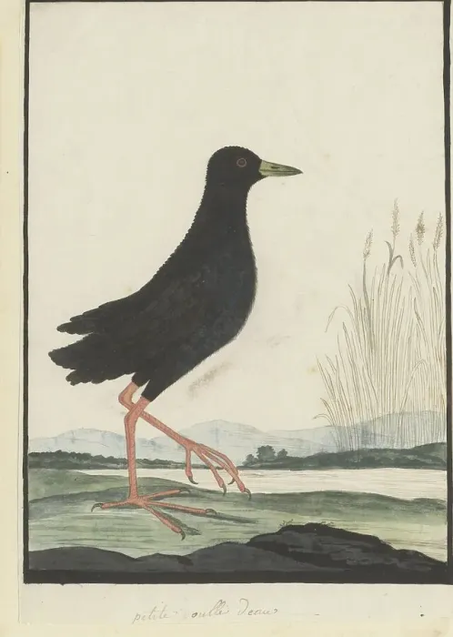 Framed Print : Amaurornis flavirostra (Black crake), 1777-1786. Creator: Robert Jacob Gordon Framed Print : Amaurornis flavirostra (Black crake), 1777-1786. Creator: Robert Jacob Gordon