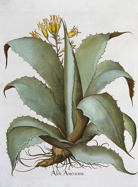 American Aloe (Aloe Americana), 1613
