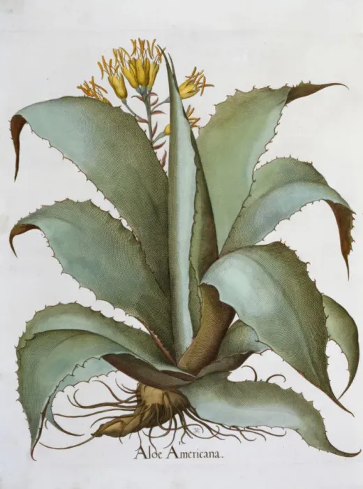 Framed Print : American Aloe (Aloe Americana), 1613 Framed Print : American Aloe (Aloe Americana), 1613