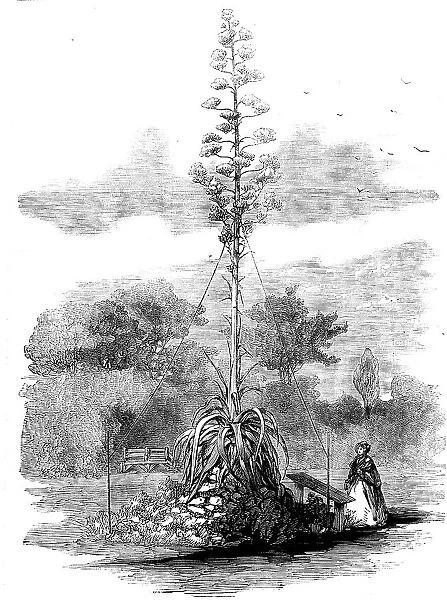 American Aloe in Bloom in the Gardens of the Royal Botanic Society, Regent's Park, 1858. Creator: Unknown