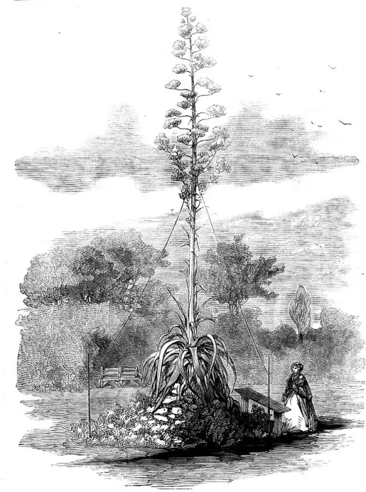Framed Print : American Aloe in Bloom in the Gardens of the Royal Botanic Society, Regent's Park, 1858. Creator: Unknown Framed Print : American Aloe in Bloom in the Gardens of the Royal Botanic Society, Regent's Park, 1858. Creator: Unknown