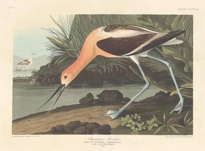 Framed Print : American Avocet, 1836. Creator: Robert Havell Framed Print : American Avocet, 1836. Creator: Robert Havell