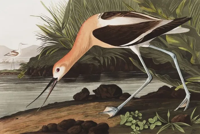 Framed Print : American Avocet, Recurvirostra Americana, 1845 Framed Print : American Avocet, Recurvirostra Americana, 1845