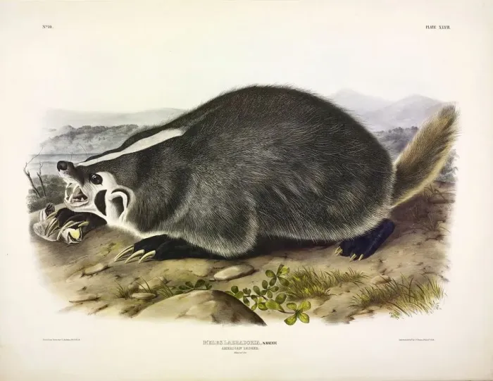 Framed Print : American Badger, Meles Labradoria, 1845 Framed Print : American Badger, Meles Labradoria, 1845
