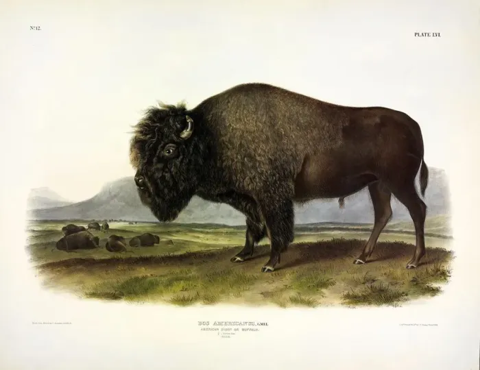 Framed Print : American Bison, Bos Americanus, 1845 Framed Print : American Bison, Bos Americanus, 1845