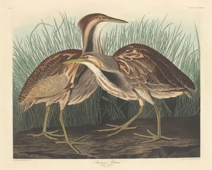 Framed Print : American Bittern, 1836. Creator: Robert Havell Framed Print : American Bittern, 1836. Creator: Robert Havell