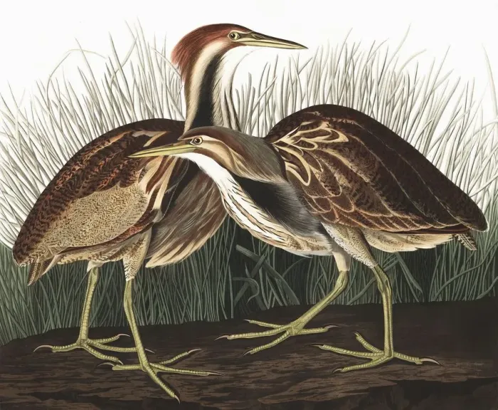 Framed Print : American Bittern, Botaurus Lentiginosus, 1845 Framed Print : American Bittern, Botaurus Lentiginosus, 1845