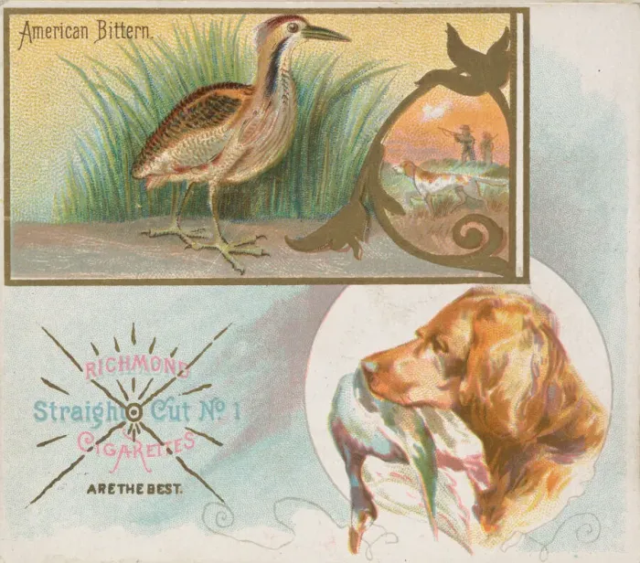 Framed Print : American Bittern, from the Game Birds series (N40) for Allen & Ginter Cigarettes Framed Print : American Bittern, from the Game Birds series (N40) for Allen & Ginter Cigarettes