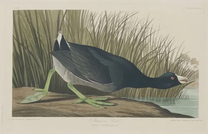 Framed Print : American Coot, 1835. Creator: Robert Havell Framed Print : American Coot, 1835. Creator: Robert Havell