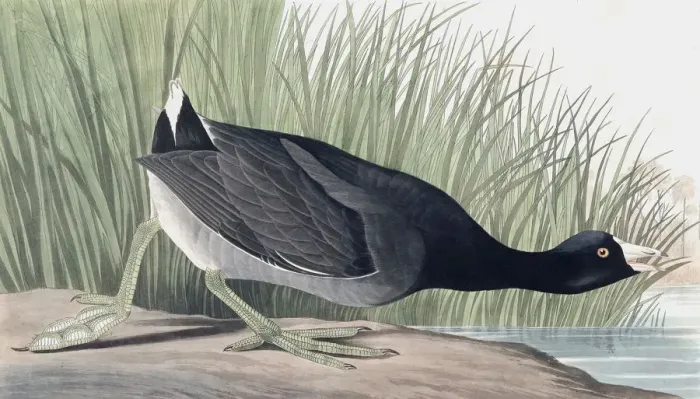 Framed Print : American Coot, Fulica Americana, 1845 Framed Print : American Coot, Fulica Americana, 1845