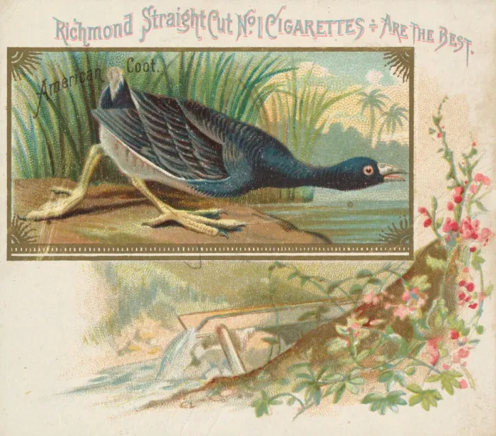 Framed Print : American Coot, from the Game Birds series (N40) for Allen & Ginter Cigarettes Framed Print : American Coot, from the Game Birds series (N40) for Allen & Ginter Cigarettes