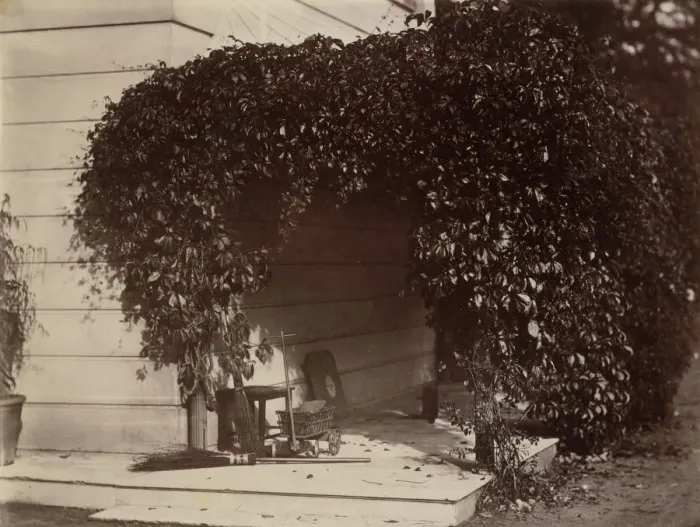 Framed Print : American Creeper, Blake House, 1860. Creator: Alfred Capel-Cure Framed Print : American Creeper, Blake House, 1860. Creator: Alfred Capel-Cure