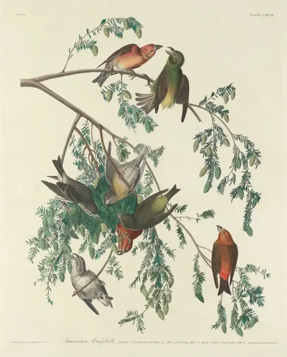 Framed Print : American Crossbill, 1834. Creator: Robert Havell Framed Print : American Crossbill, 1834. Creator: Robert Havell