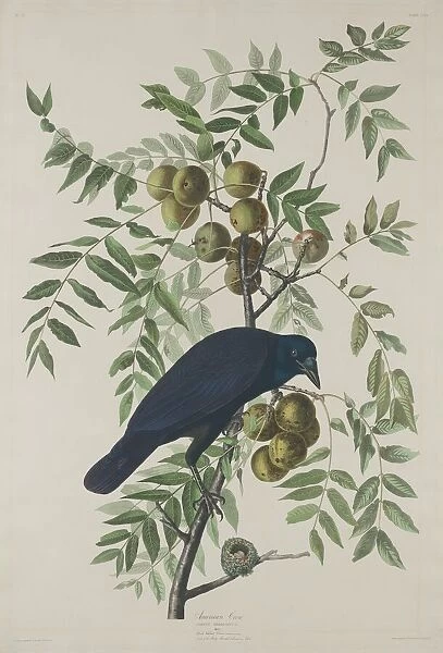 American Crow, 1833. Creator: Robert Havell