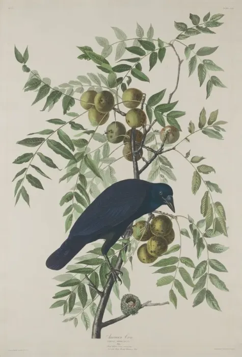 Framed Print : American Crow, 1833. Creator: Robert Havell Framed Print : American Crow, 1833. Creator: Robert Havell