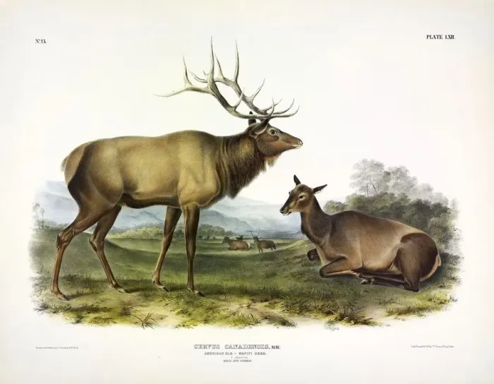 Framed Print : American Elk, Cervus Canadensis, 1845 Framed Print : American Elk, Cervus Canadensis, 1845