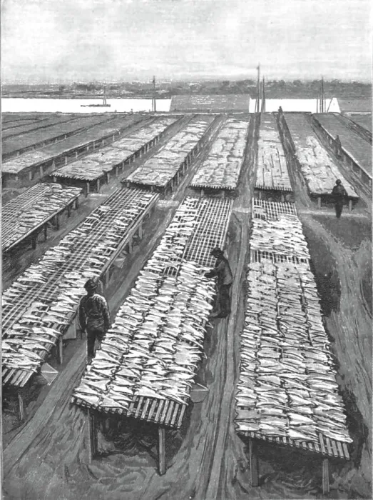 Framed Print : The American Fisheries Question; Cod Drying on Flakes at Gloucester, Massachusetts, 1890. Creator: Rev. W.S Green Framed Print : The American Fisheries Question; Cod Drying on Flakes at Gloucester, Massachusetts, 1890. Creator: Rev. W.S Green