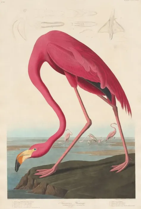 Framed Print : American Flamingo, 1838. Creator: Robert Havell Framed Print : American Flamingo, 1838. Creator: Robert Havell