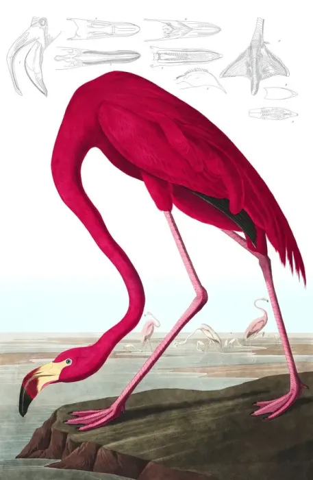 Framed Print : American Flamingo, Phoenicopterus Ruber, 1845 Framed Print : American Flamingo, Phoenicopterus Ruber, 1845