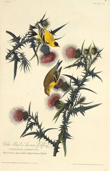 The American goldfinch. From The Birds of America, 1827-1838. Creator: Audubon