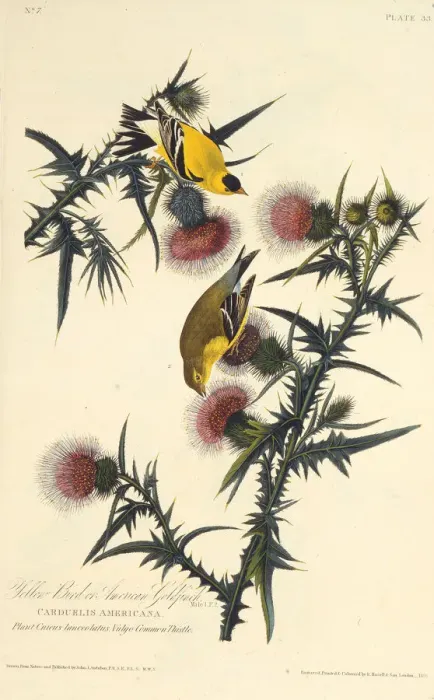 Framed Print : The American goldfinch. From The Birds of America, 1827-1838. Creator: Audubon Framed Print : The American goldfinch. From The Birds of America, 1827-1838. Creator: Audubon