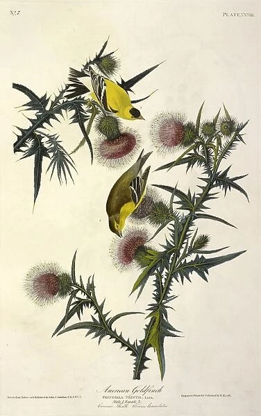 American Goldfinch, Fringilla Tristis, 1845