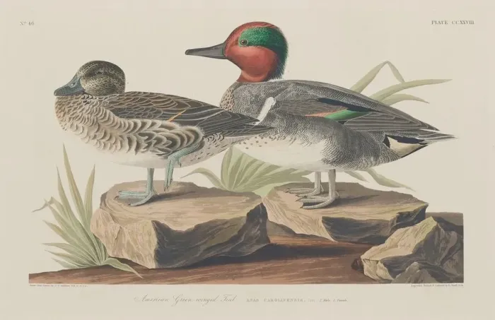 Framed Print : American Green-Winged Teal, 1834. Creator: Robert Havell Framed Print : American Green-Winged Teal, 1834. Creator: Robert Havell