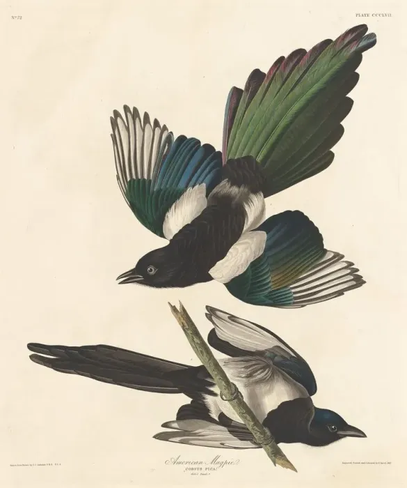 Framed Print : American Magpie, 1837. Creator: Robert Havell Framed Print : American Magpie, 1837. Creator: Robert Havell