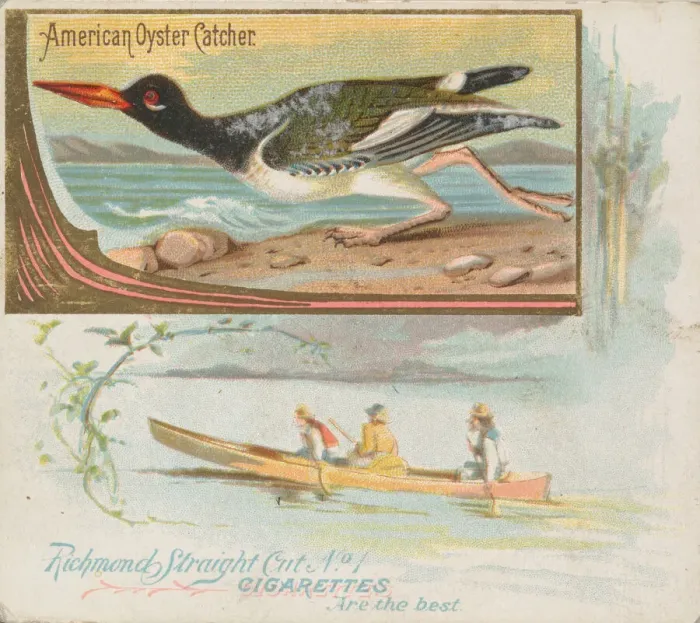 Framed Print : American Oyster Catcher, from the Game Birds series (N40) for Allen & Framed Print : American Oyster Catcher, from the Game Birds series (N40) for Allen &