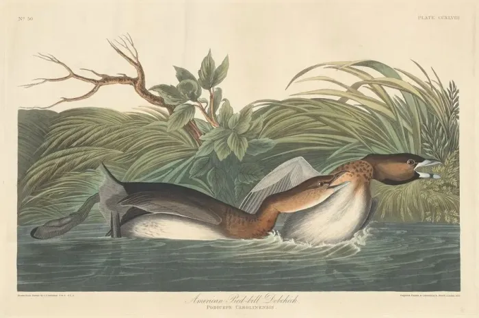 Framed Print : American Pied-Bill Dobchick, 1835. Creator: Robert Havell Framed Print : American Pied-Bill Dobchick, 1835. Creator: Robert Havell
