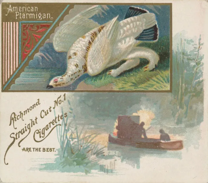 Framed Print : American Ptarmigan, from the Game Birds series (N40) for Allen & Ginter Cigarettes Framed Print : American Ptarmigan, from the Game Birds series (N40) for Allen & Ginter Cigarettes