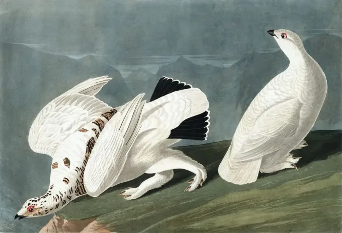Framed Print : American Ptarmigan, Tetrao Mutus: White Tailed Grous, Tetrao Leucurus, 1845 Framed Print : American Ptarmigan, Tetrao Mutus: White Tailed Grous, Tetrao Leucurus, 1845