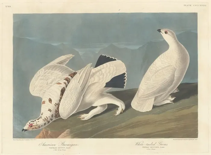 Framed Print : American Ptarmigan and White-tailed Grous, 1838. Creator: Robert Havell Framed Print : American Ptarmigan and White-tailed Grous, 1838. Creator: Robert Havell