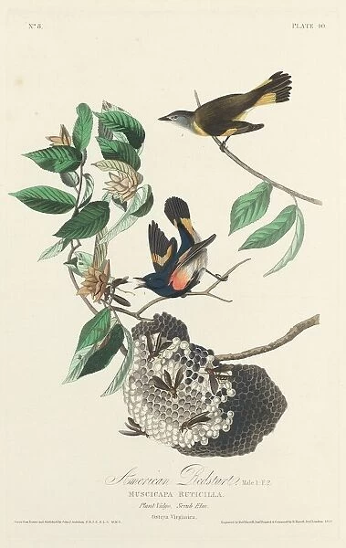 American Redstart, 1828. Creator: Robert Havell
