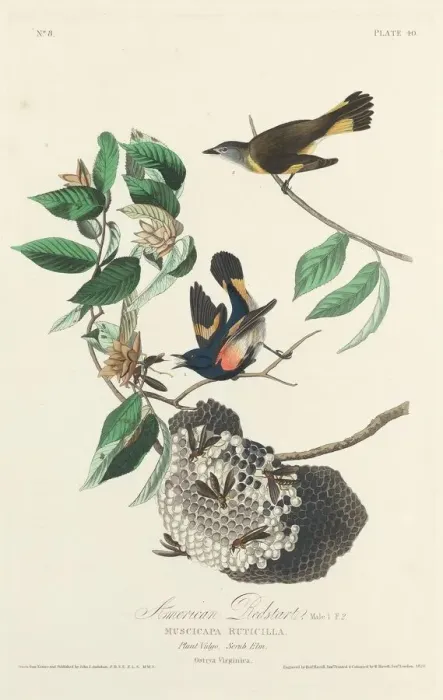 Framed Print : American Redstart, 1828. Creator: Robert Havell