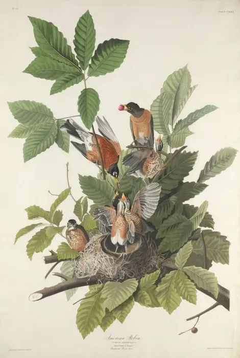 Framed Print : American Robin, 1832. Creator: Robert Havell Framed Print : American Robin, 1832. Creator: Robert Havell