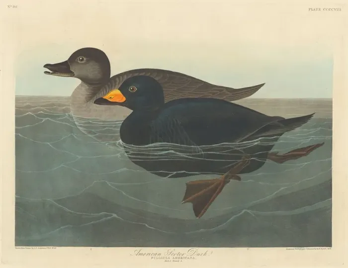 Framed Print : American Scoter Duck, 1838. Creator: Robert Havell Framed Print : American Scoter Duck, 1838. Creator: Robert Havell