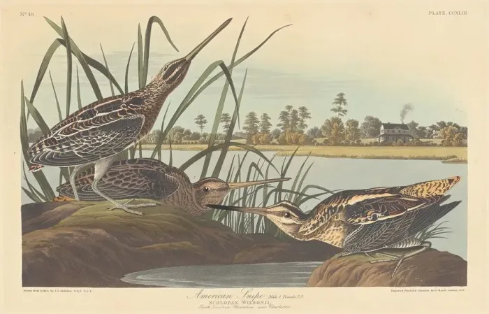 Framed Print : American Snipe, 1835. Creator: Robert Havell Framed Print : American Snipe, 1835. Creator: Robert Havell