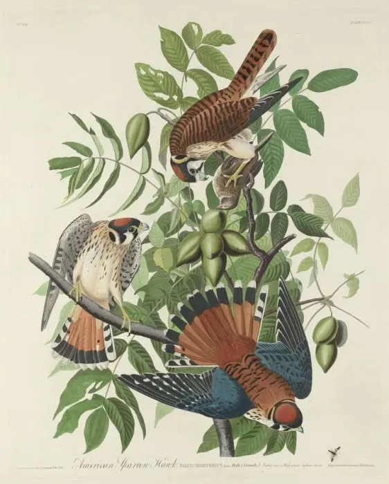 Framed Print : American Sparrow Hawk, 1832. Creator: Robert Havell Framed Print : American Sparrow Hawk, 1832. Creator: Robert Havell