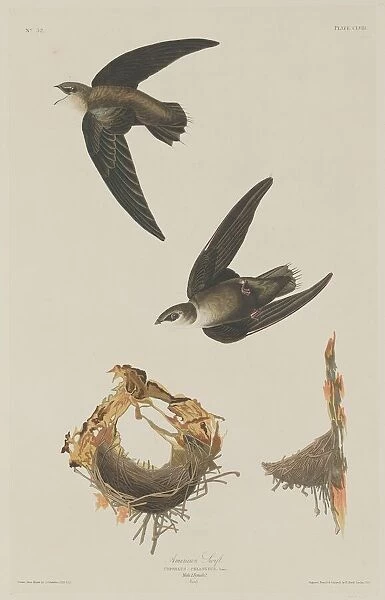 American Swift, 1833. Creator: Robert Havell