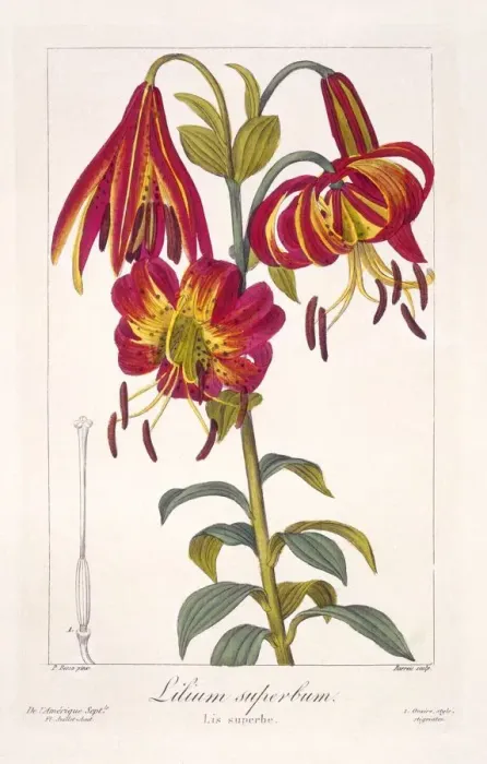 Framed Print : American Turkscap Lily, pub. 1836. Creator: Panacre Bessa (1772-1846) Framed Print : American Turkscap Lily, pub. 1836. Creator: Panacre Bessa (1772-1846)