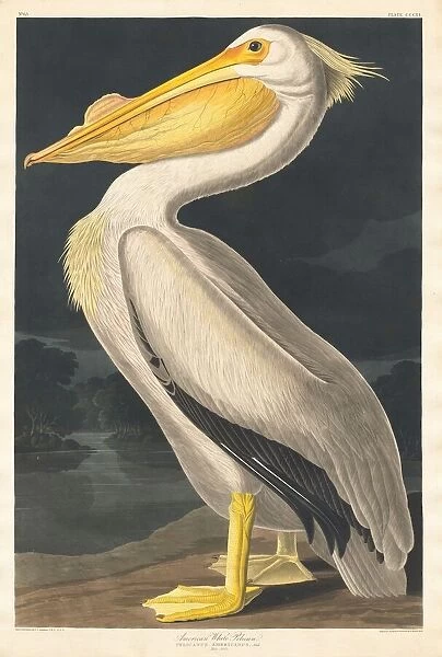 American White Pelican, 1836. Creator: Robert Havell
