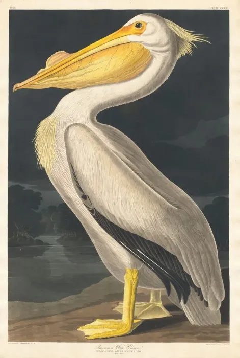 Framed Print : American White Pelican, 1836. Creator: Robert Havell Framed Print : American White Pelican, 1836. Creator: Robert Havell