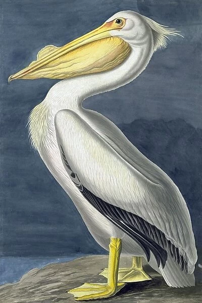 American White Pelican, Pelecanus Erythrorhynchos, 1845